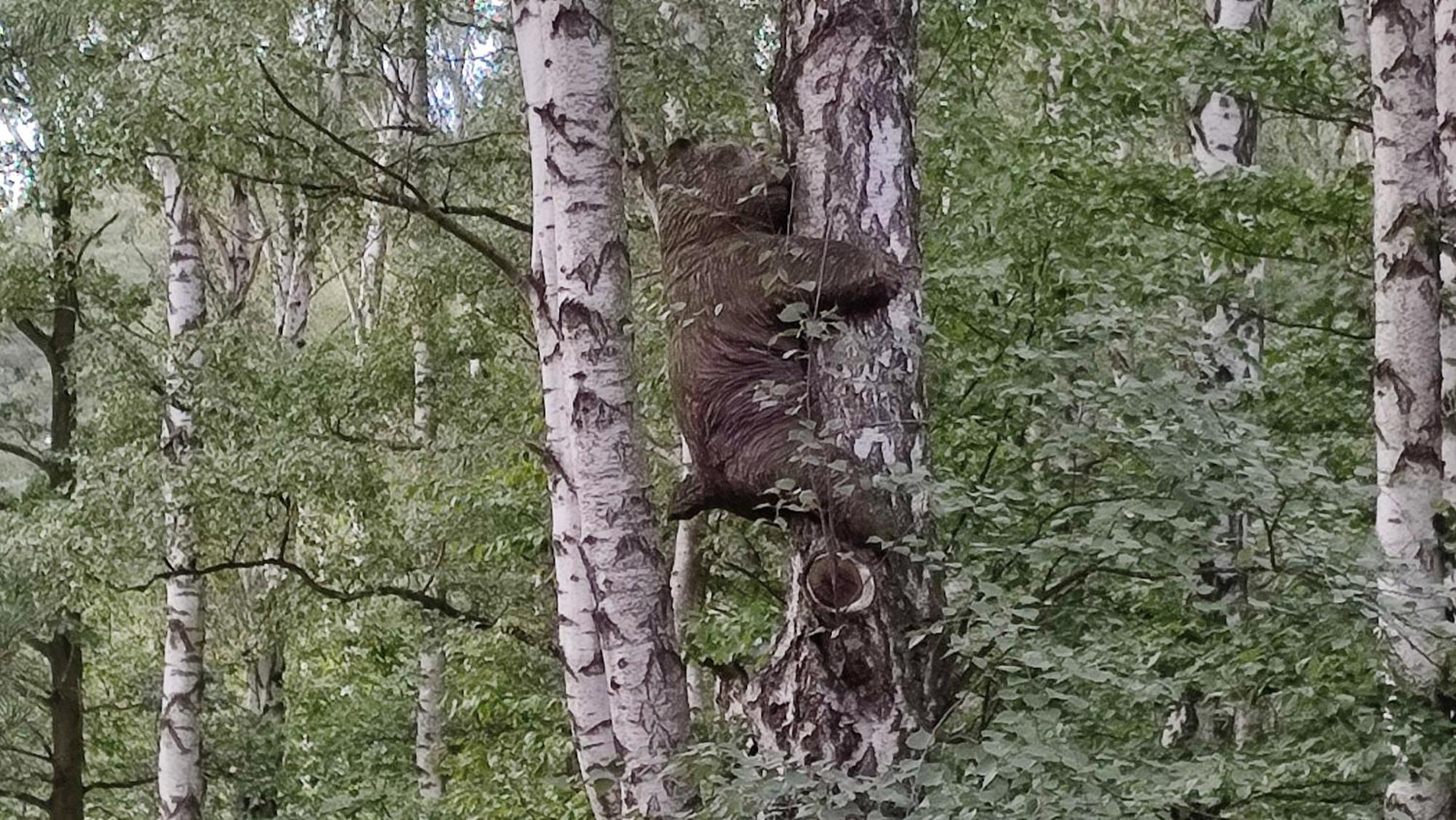 Briza, Vyhled Na Zamek